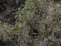 Banksia fraseri, photograph (c) Carmon, some rights reserved (CC BY-SA)