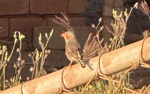 Zebra Finch