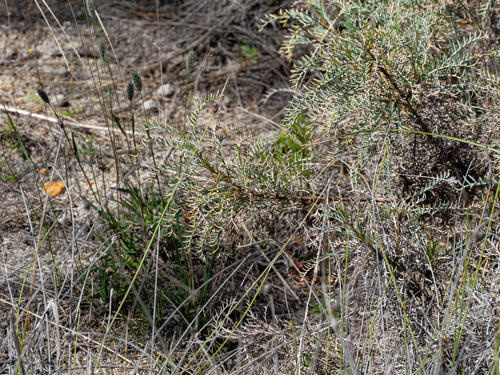 Banksia fraseri, photograph 2