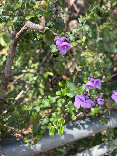 Roundleaf mintbush