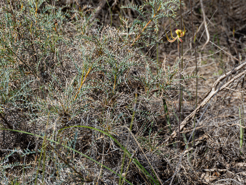 Banksia fraseri, photograph 4