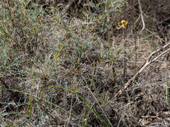 Banksia fraseri, photograph (c) Carmon, some rights reserved (CC BY-SA)