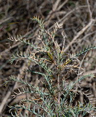 Banksia fraseri
