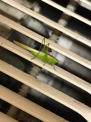 Slender Meadow Katydid
