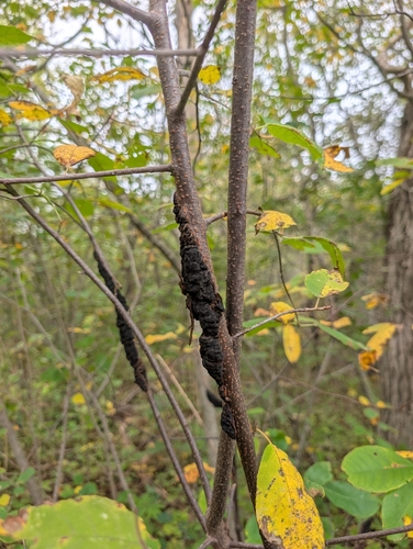 black knot