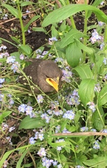 Sturnus vulgaris