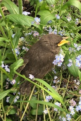Sturnus vulgaris