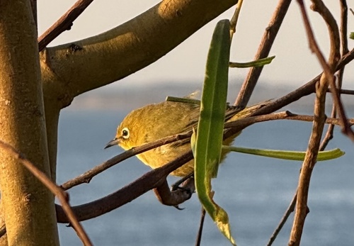 Canary White-eye