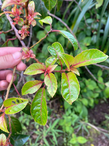 Perrottetia sandwicensis observed 2026-09-18