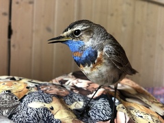 Luscinia svecica svecica