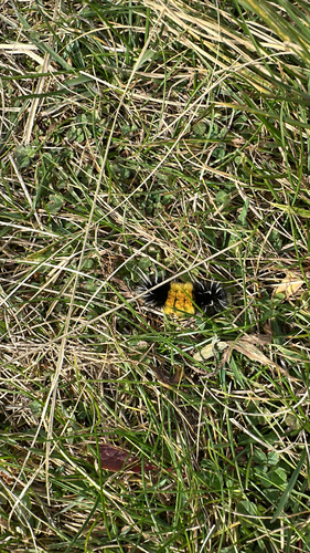 Spotted Tussock Moth