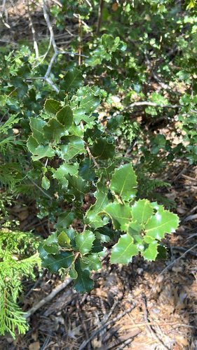 iNaturalist observation photo of canyon live oak