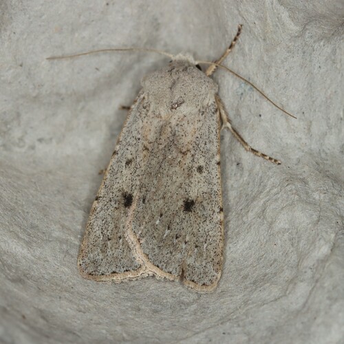 Old Man Dart photo 3
