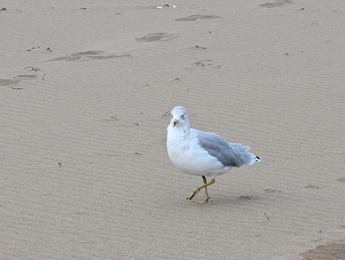 Ring-billed Gull