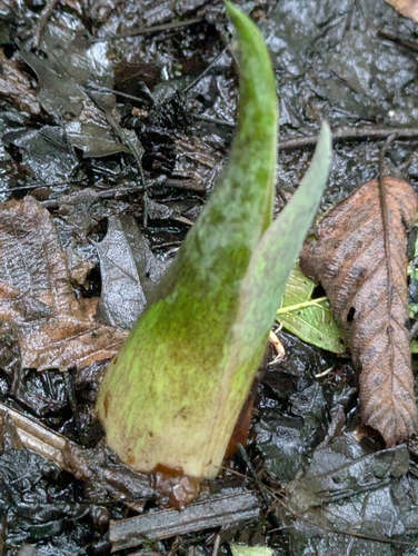 Symplocarpus foetidus, photograph 5