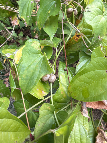 Chinese yam