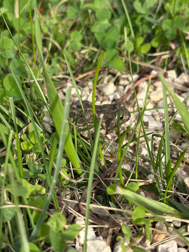 Canadian Toad