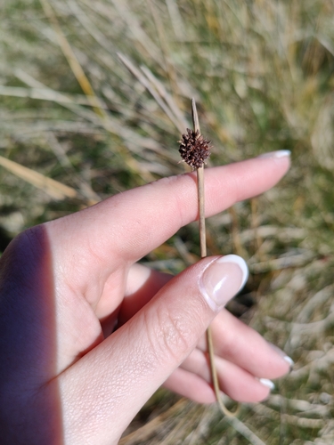 Knobby Clubrush