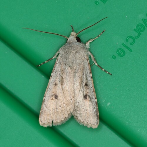 Old Man Dart photo 4