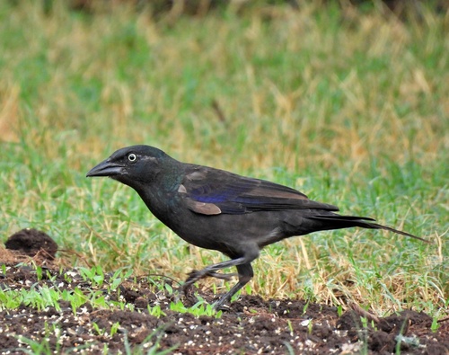 Common Grackle