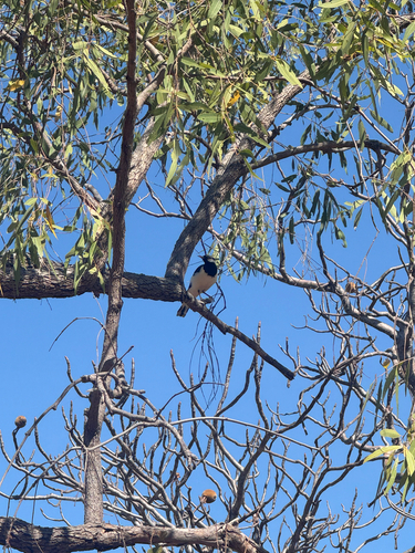 Magpie-lark