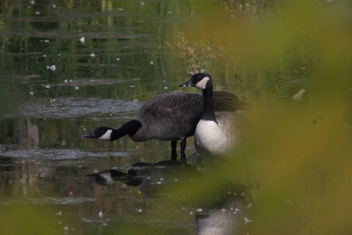 Canada Goose