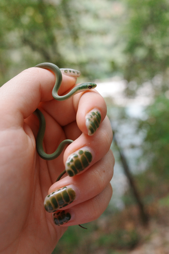 Rough Greensnake