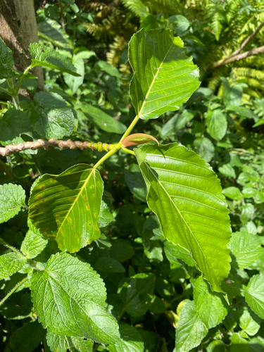 Touchardia latifolia observed 2026-09-18