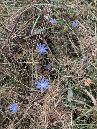 chicory