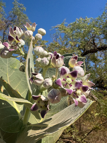 giant milkweed