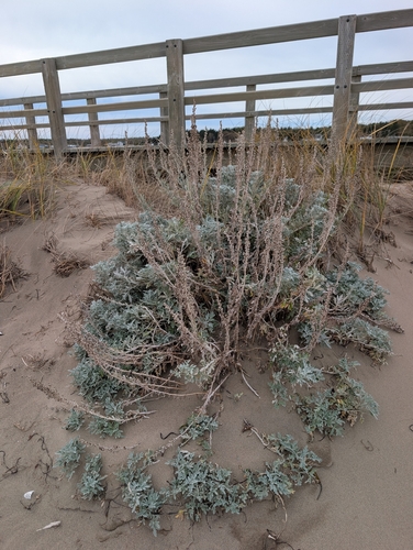 Hoary Mugwort