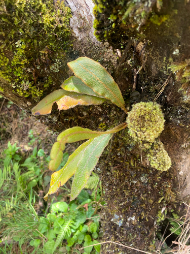 Elaphoglossum paleaceum observed 2026-09-18