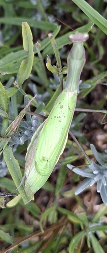 European Mantis