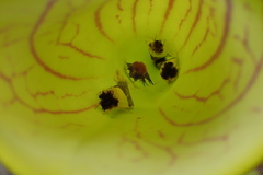 Exyra semicrocea