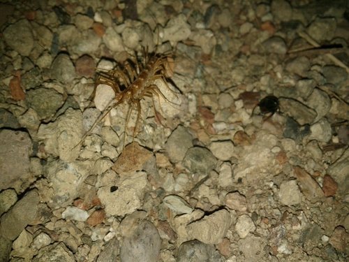 Scutigera linceci