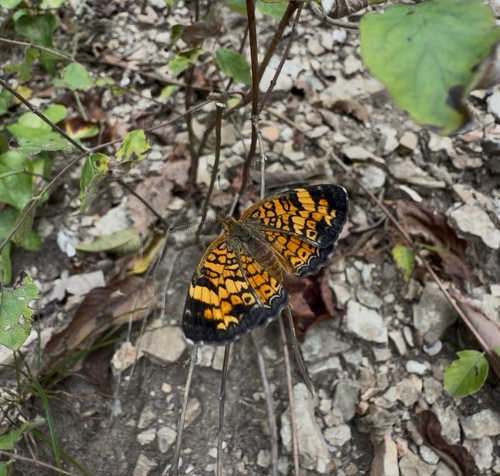 Pearl Crescent