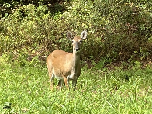 White-tailed Deer