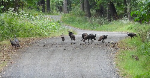 Wild Turkey