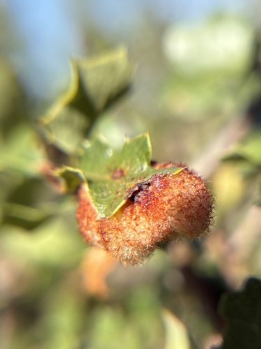 Crystalline Gall Wasp seen in Sonoma Valley