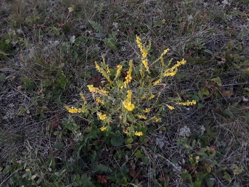 Yellow Sweetclover