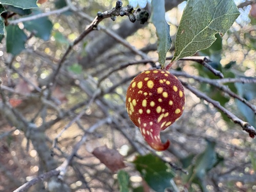 Beaked Twig Gall Wasp seen in Sonoma Valley