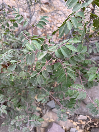 Rhus virens, photograph 4