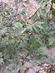 Rhus virens, photograph (c) IDClaire, some rights reserved (CC BY)