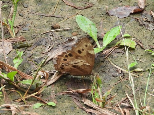 Northern Pearly-eye