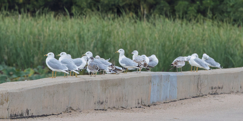 Ring-billed Gull