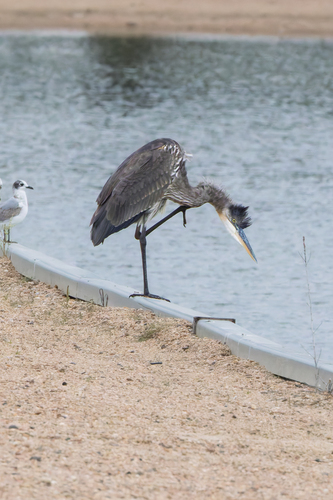 Great Blue Heron