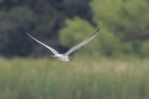 Forster's Tern