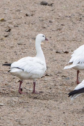 Ross's Goose