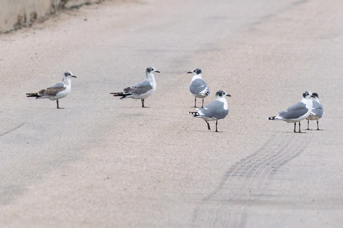 Franklin's Gull