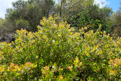 Arctostaphylos pilosula